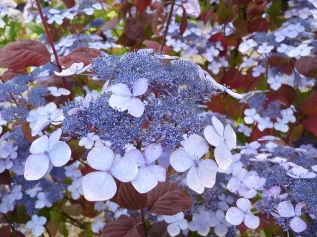 Les Hortensias du Haut Bois serrata Shojo hortensia rouge godet