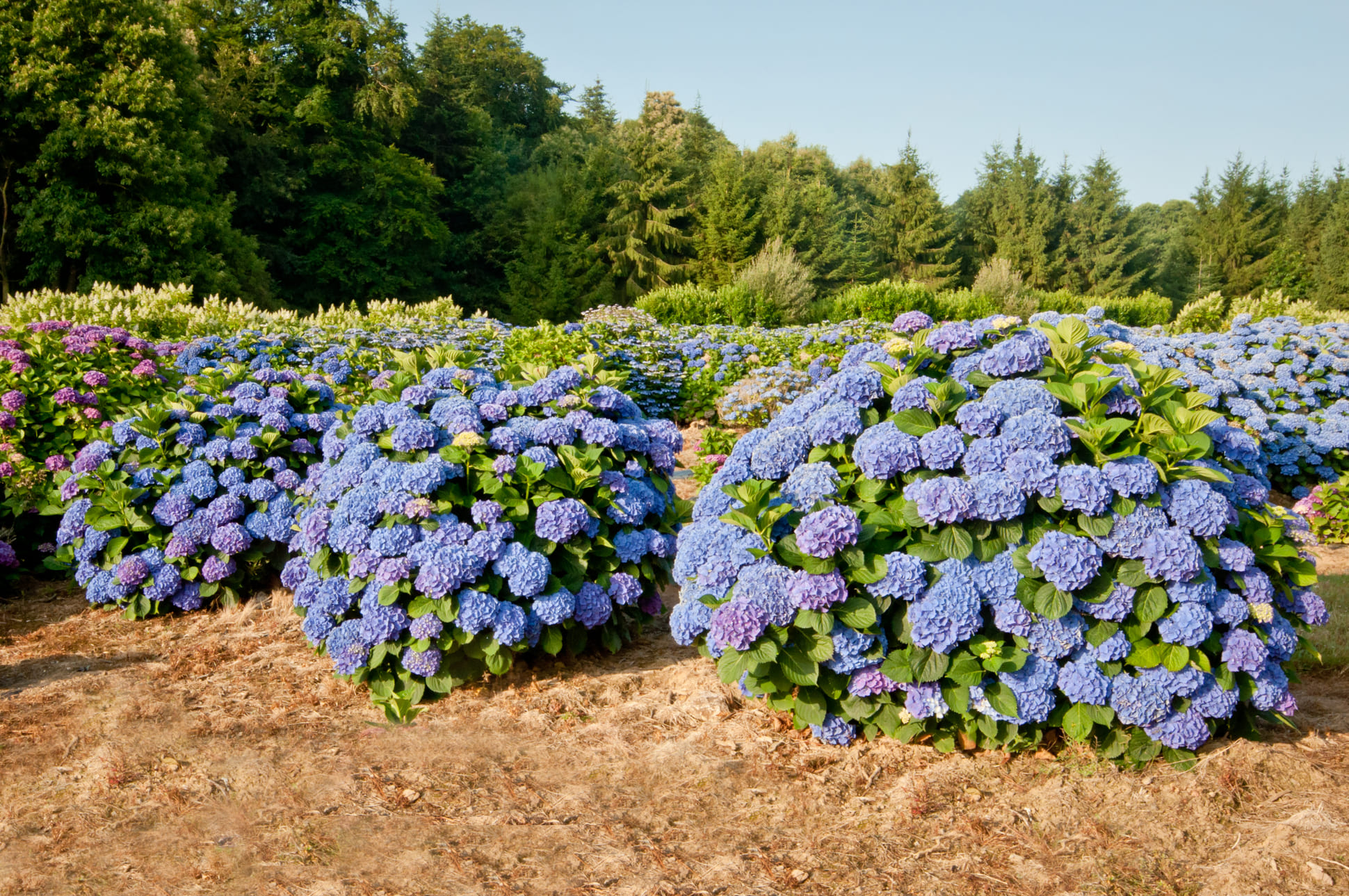 Hortensias du Haut Bois Hydrangea macrophylla Iris hortensia godet