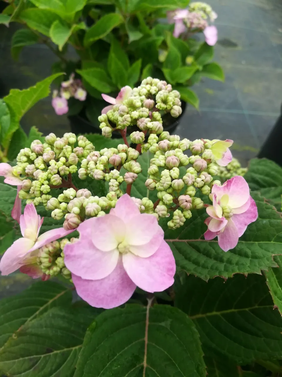 Hydrangea serrata Spreading Beauty hortensia couvre-sol rose godet