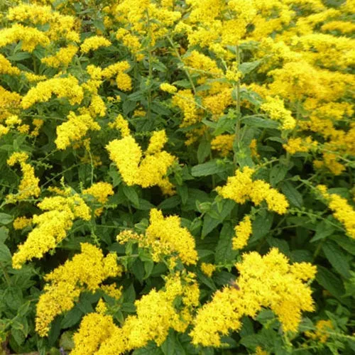 Bakker Solidago rugosa vivace pot 9cm jaune verge d'or