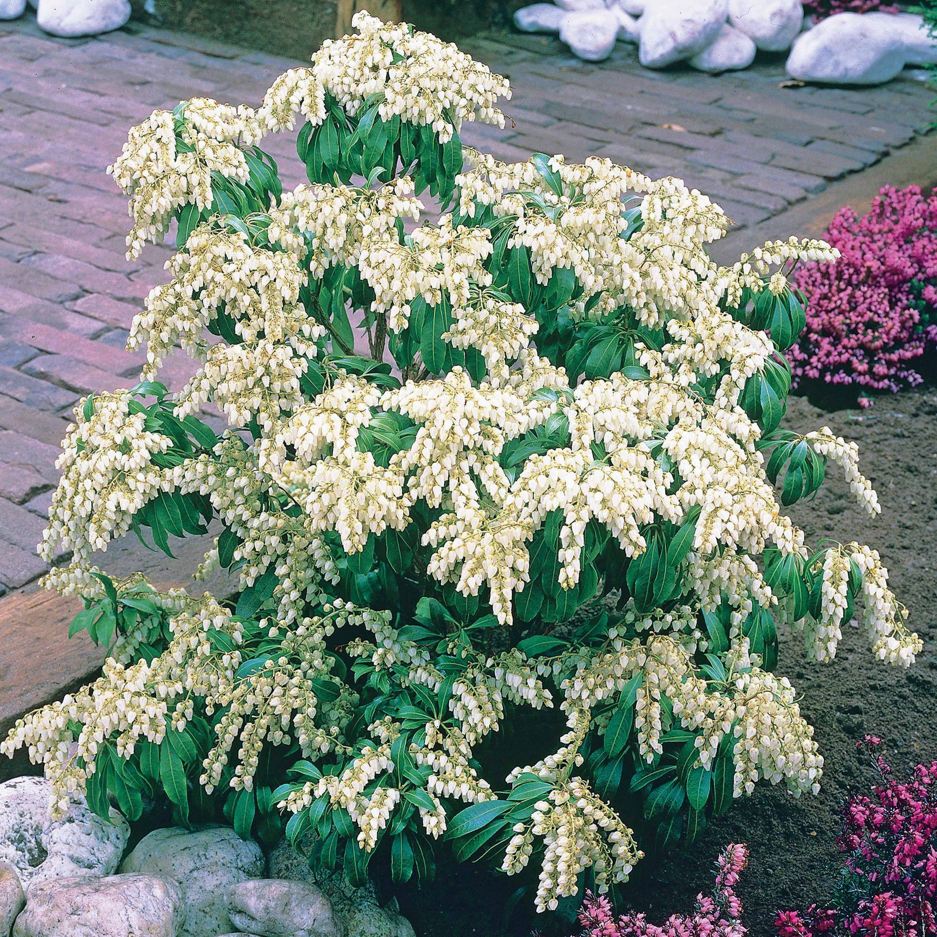 Bakker Pieris Cascade blanche arbuste pot 2L 20-30cm