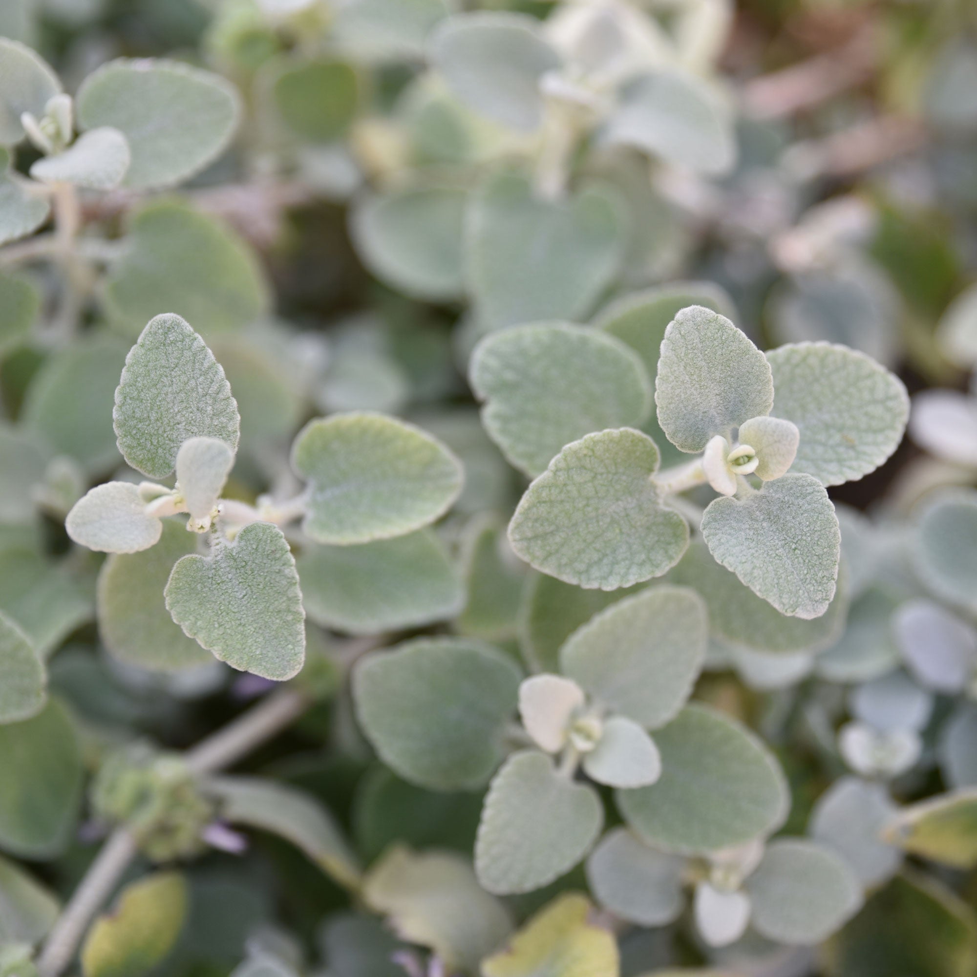 Bakker Vivaces Ballote pseudodictamnus pot 9cm argenté