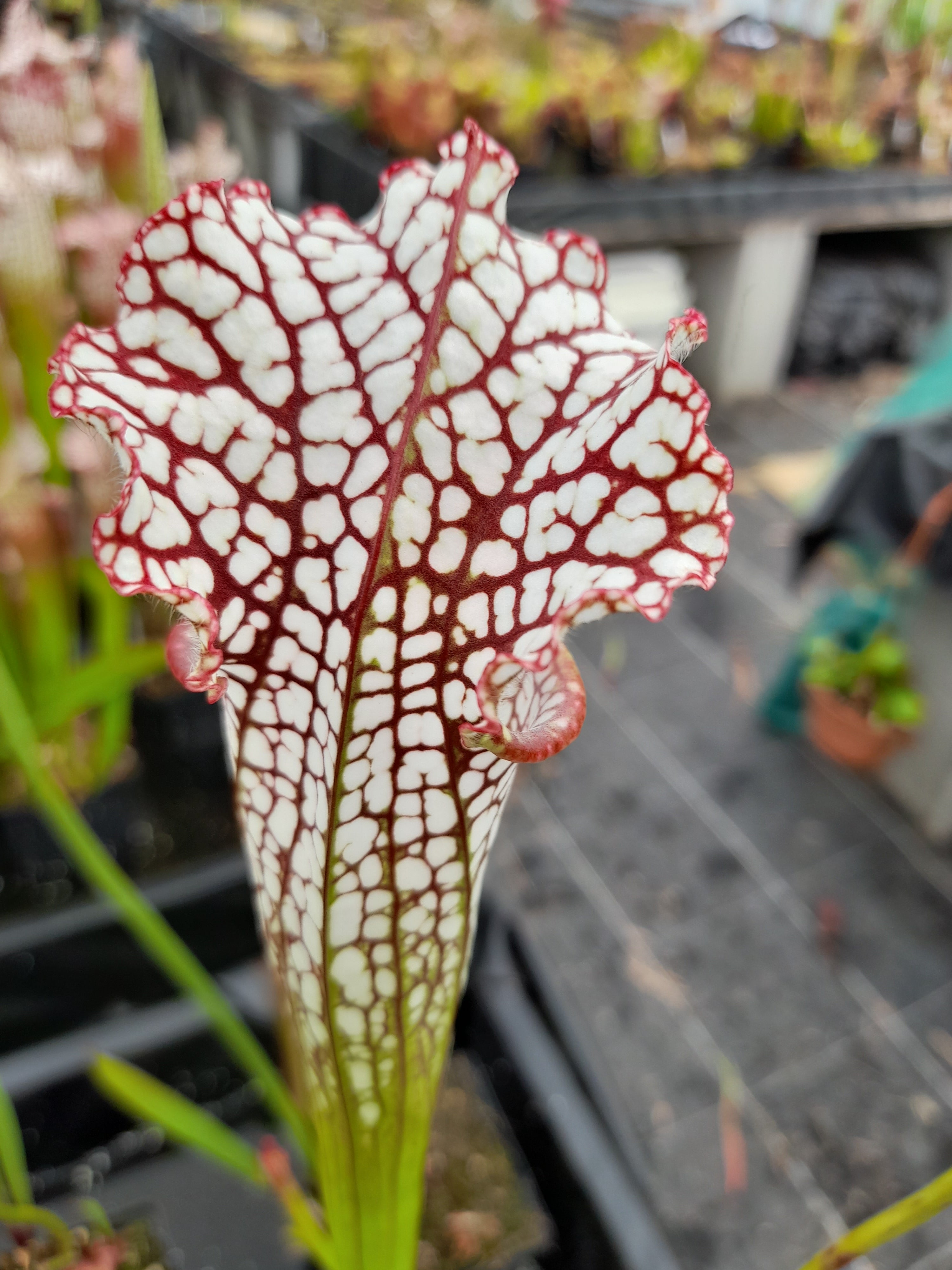 Carniflore Sarracenia leucophylla plante carnivore 1 point 70 cm