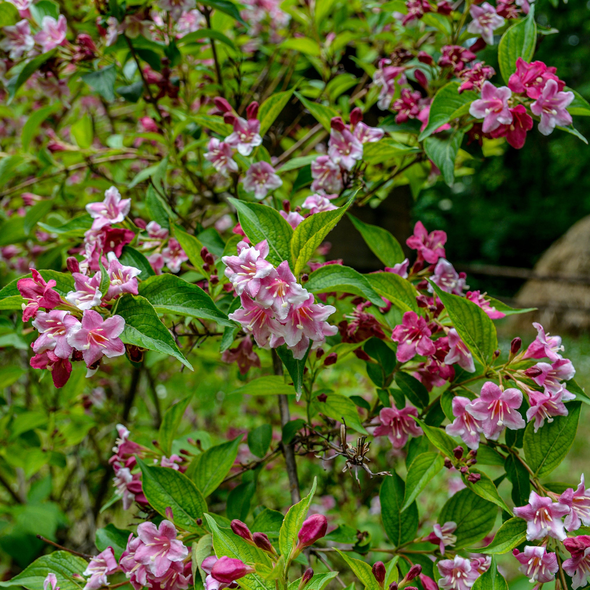 Bakker Weigelia Pink Princess arbuste pot 9cm 15cm fleurs roses