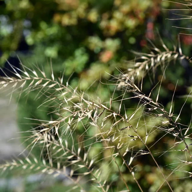 Bakker Plantes d'extérieur Hystrix patula graminée pot 9cm ombre