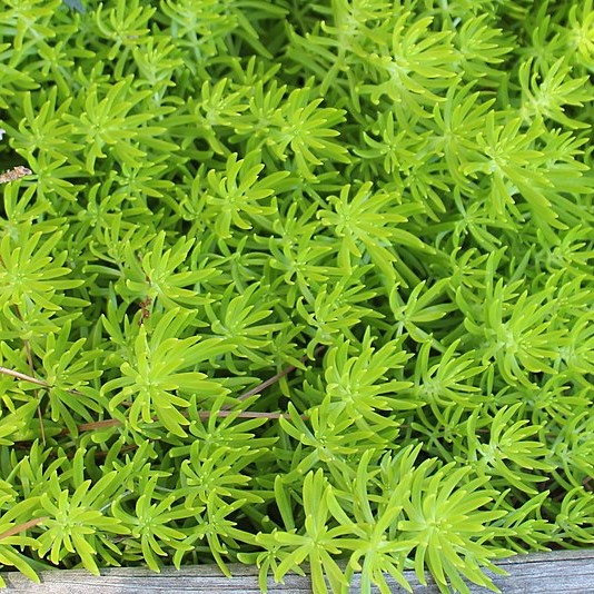 Passion Vivaces Sedum mexicanum Lemon Ball orpin godet jaune
