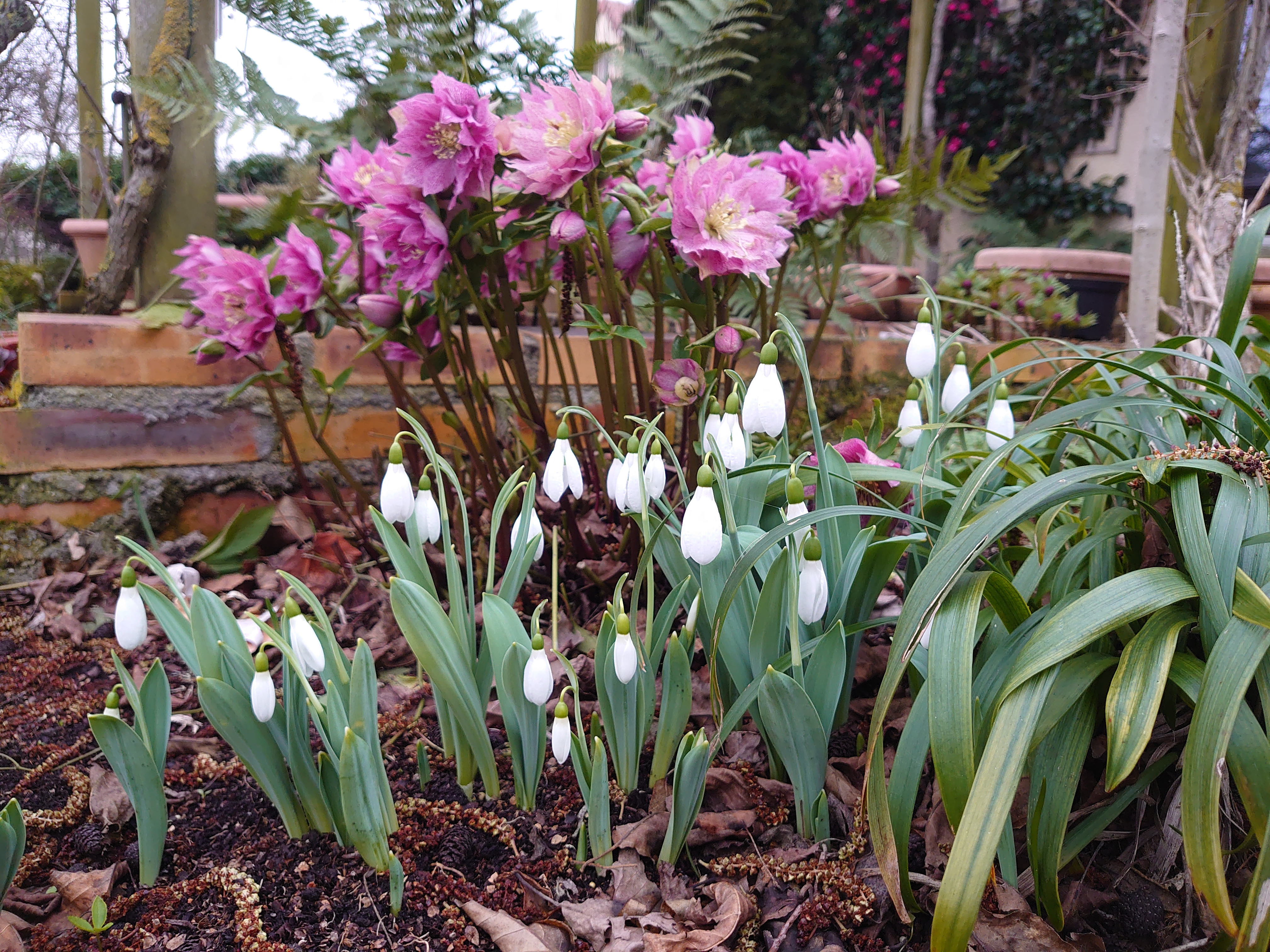 Passion Vivaces Galanthus Baxendale's Late perce-neige godet blanc