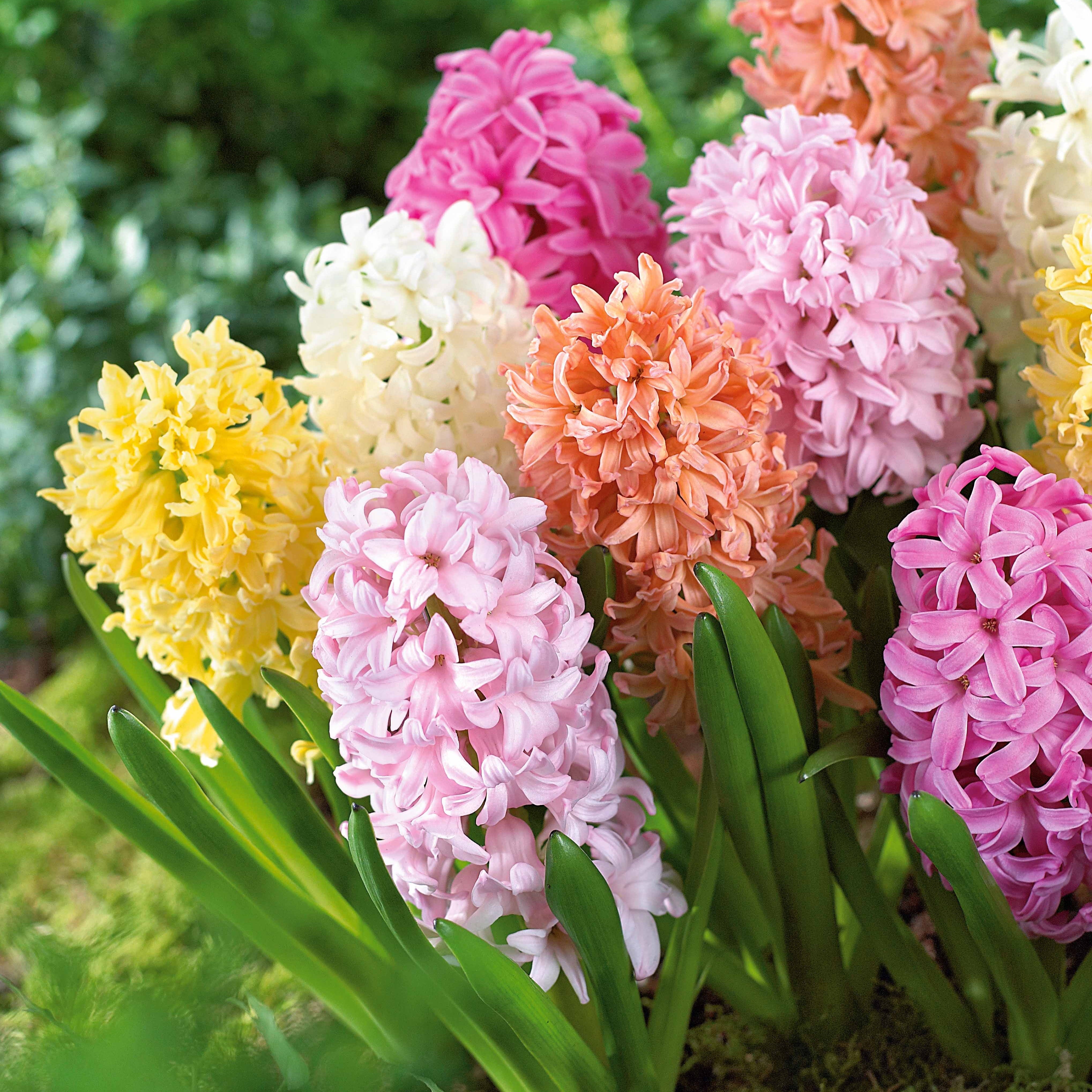 Bakker Jacinthes pastel en mélange bulbes x20 parfumées