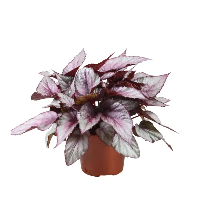 Bakker Maori Haze bégonia pot 12cm argenté