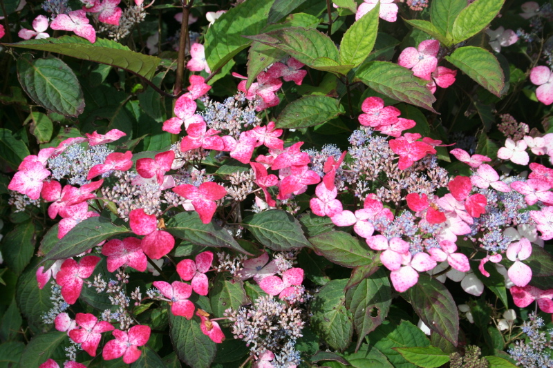 Les Hortensias du Haut Bois Intermedia hortensia serrata godet