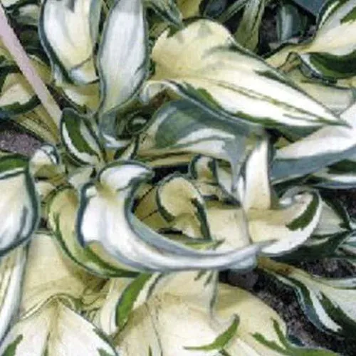 Bakker Hosta Fireworks vivace pot 9cm panaché