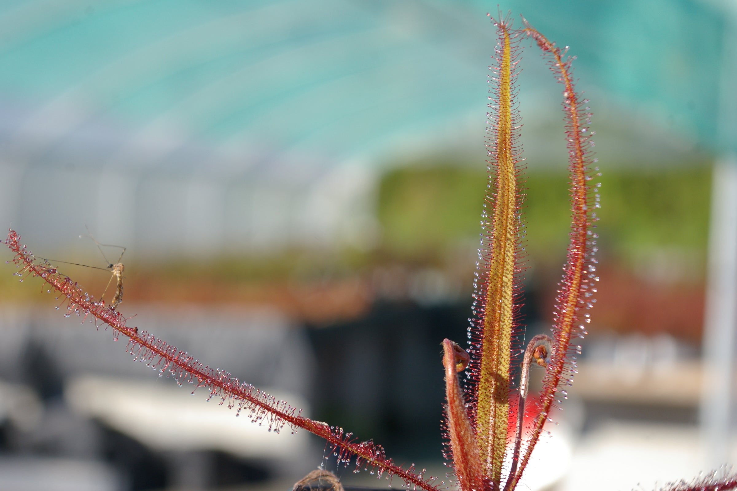 Carniflore Drosera adelae plante carnivore tropicale pot 9cm