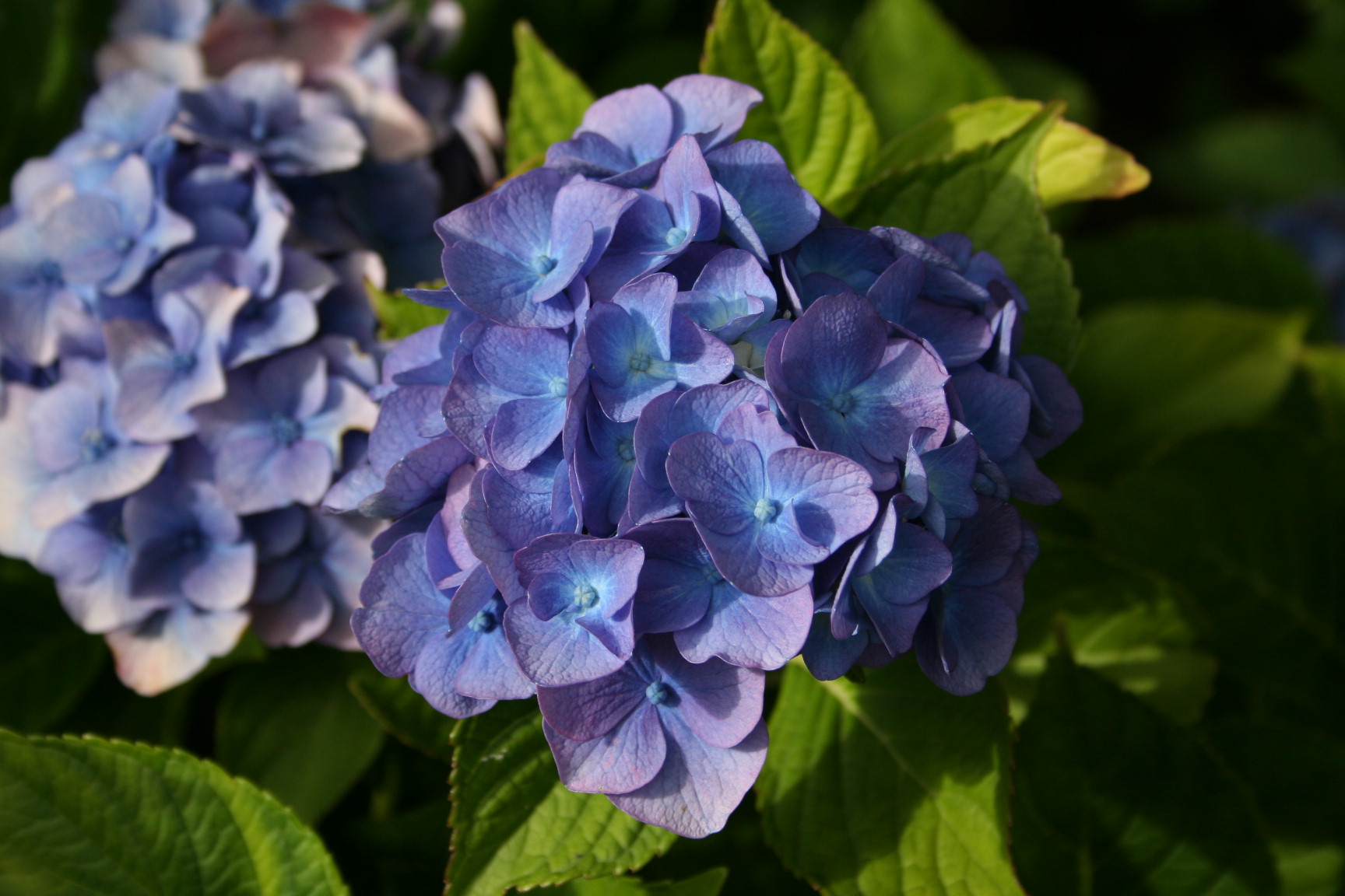 Les Hortensias du Haut Bois Danube Bleu hortensia fleurs rondes bleu