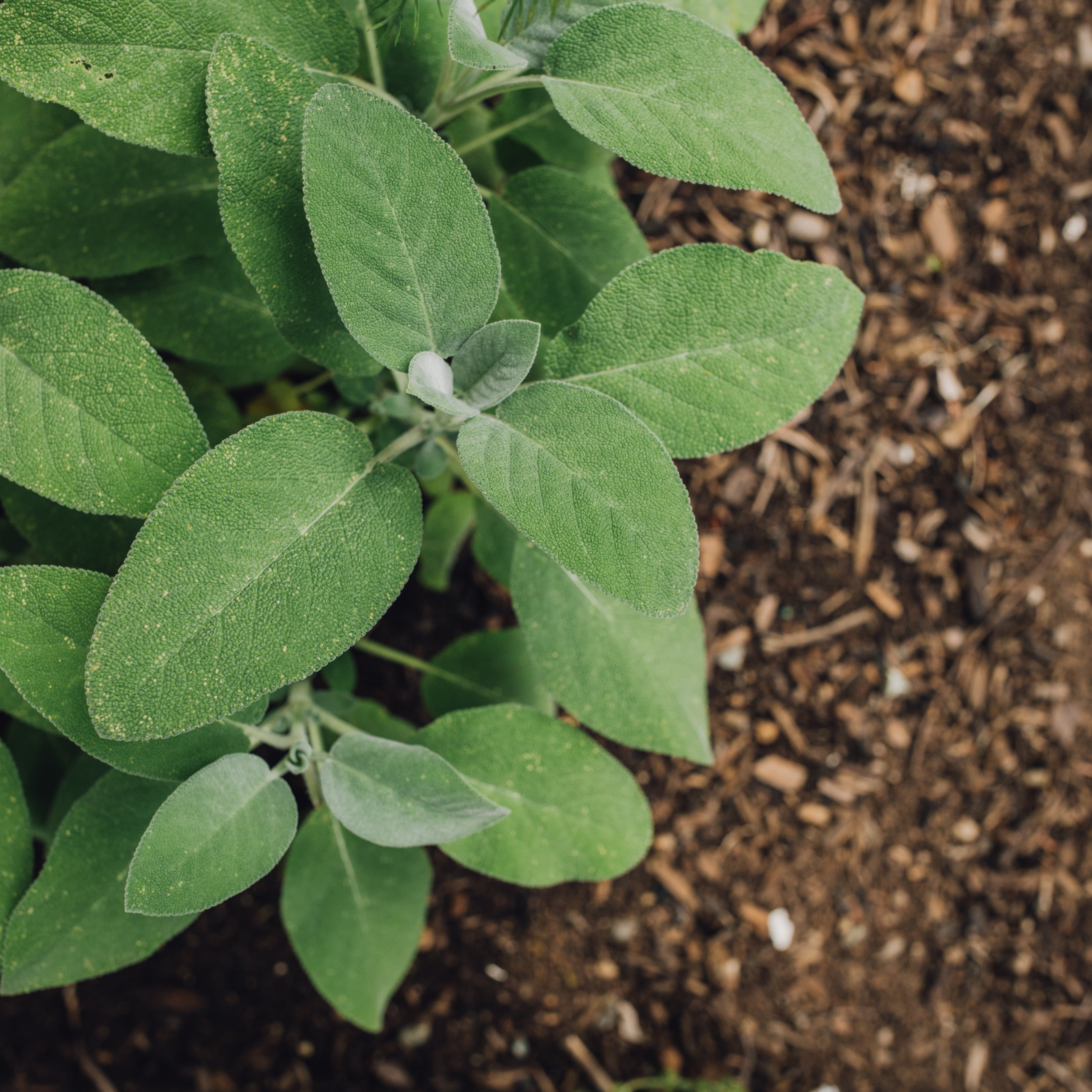 Bakker Sauge officinale plante vivace Ø 13cm