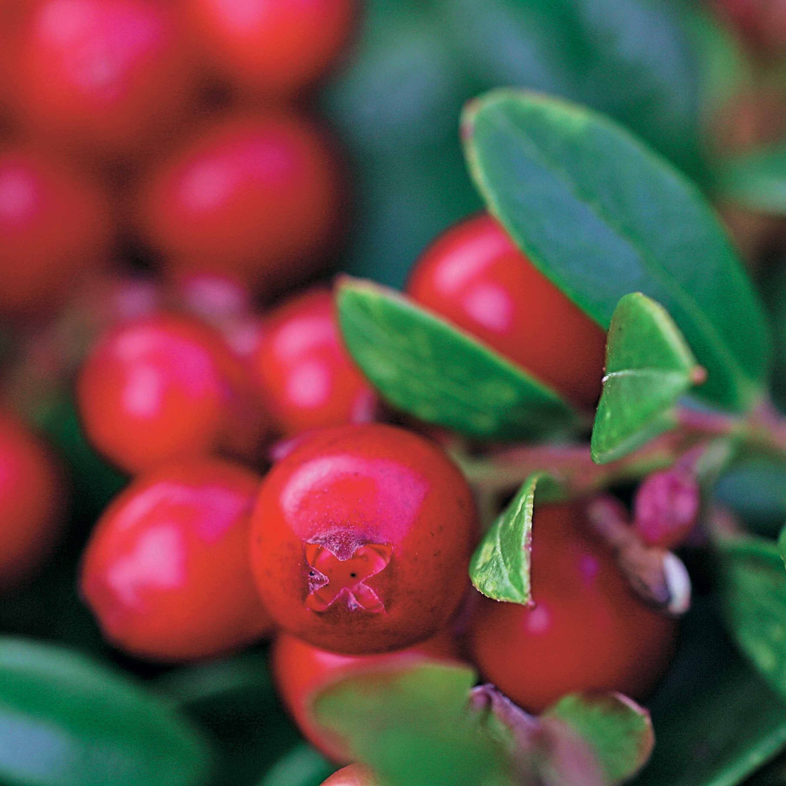 Bakker Airelle rouge Miss Cherry fruitier pot 2L remontant
