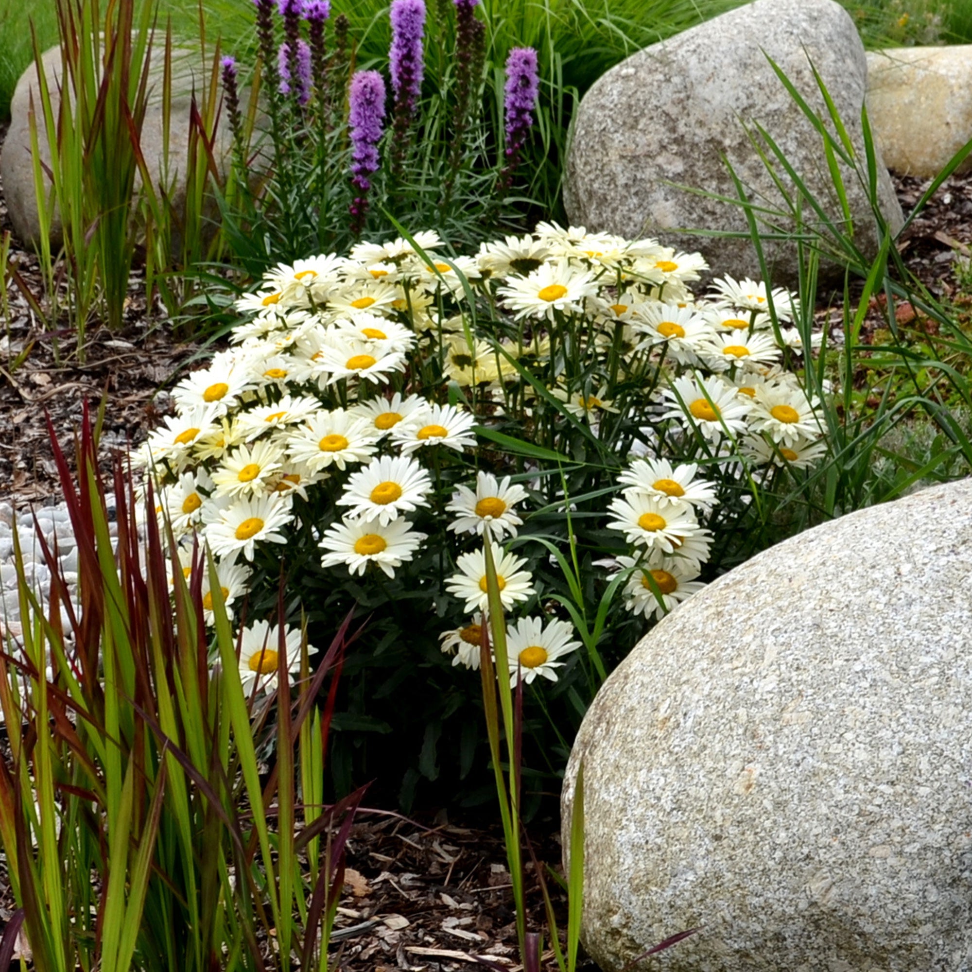 Bakker Marguerite d'été vivace blanche pot Ø9cm naine