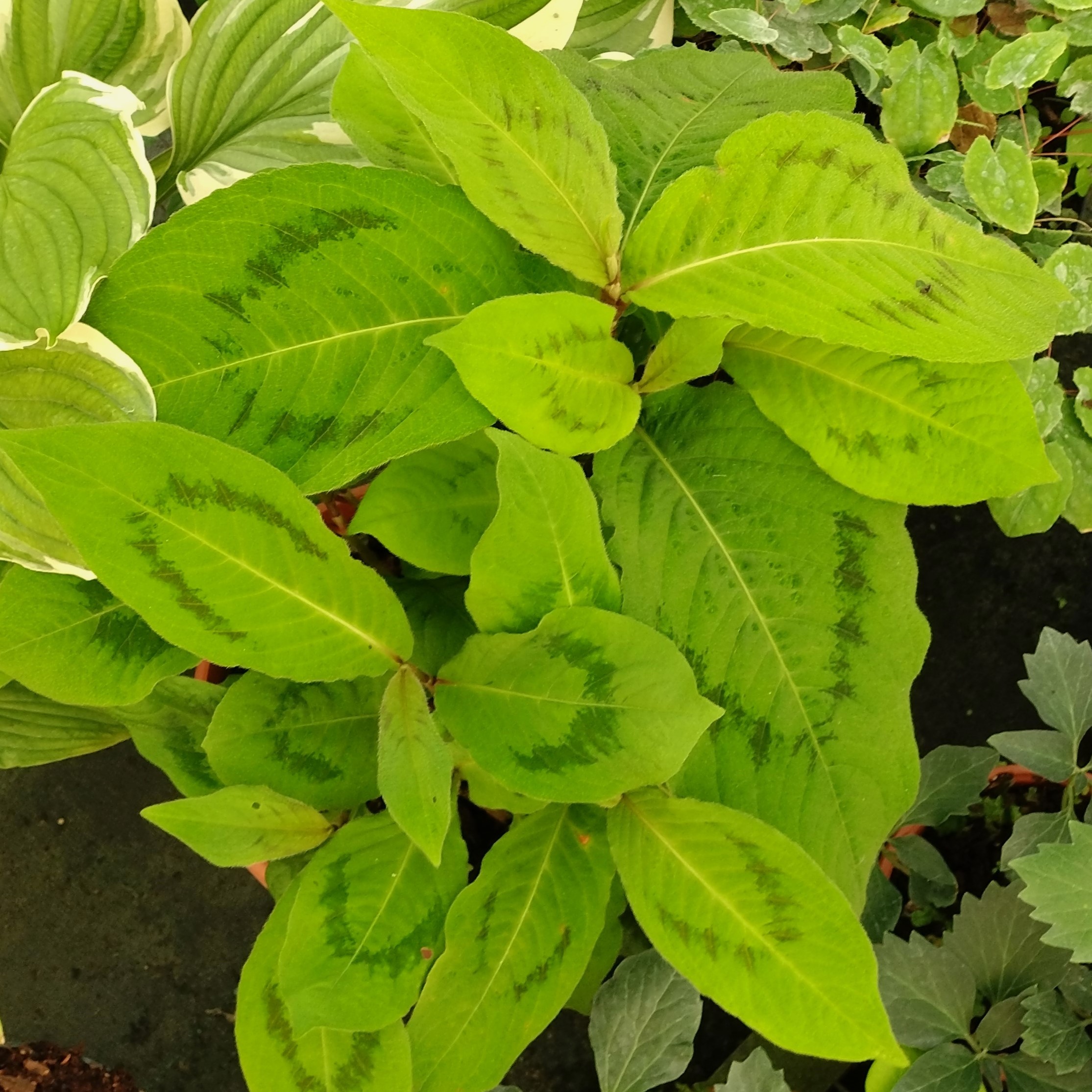 Passion Vivaces Persicaria filiformis Brushstrokes plante feuillage V noir