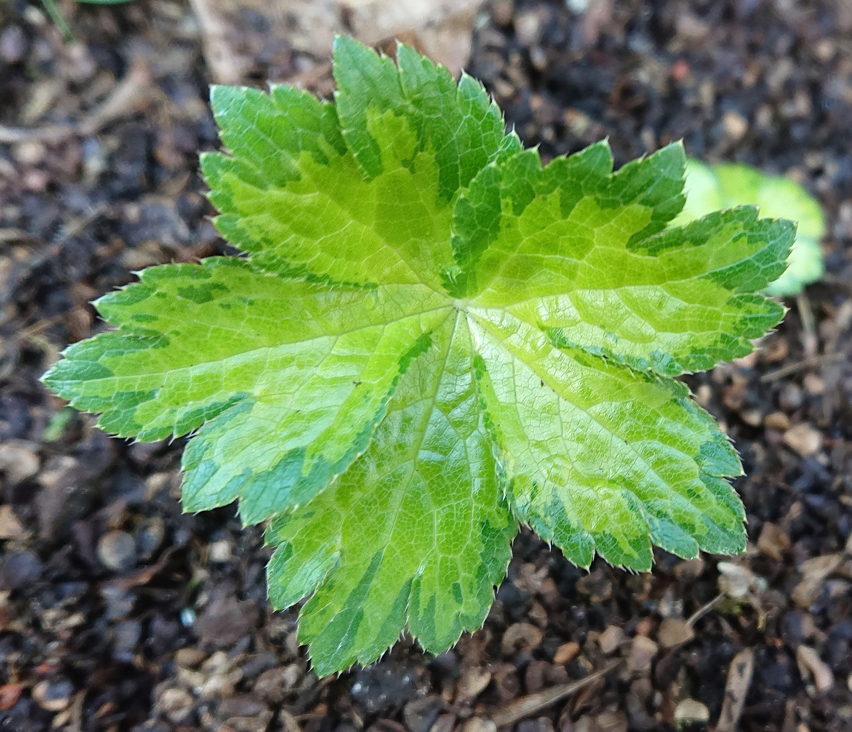 Astrantia Dryad plante vivace godet feuillage panaché