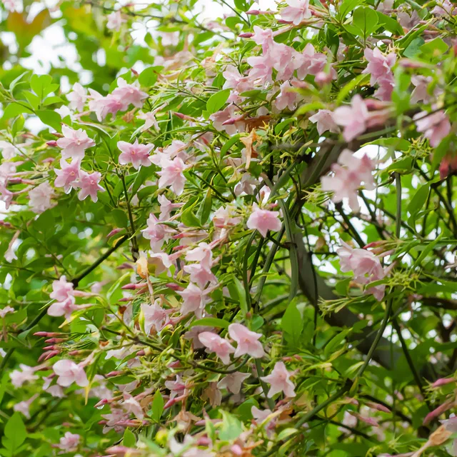 Bakker Jasmin stéphanois grimpant 1,5L rose parfumé lot 2