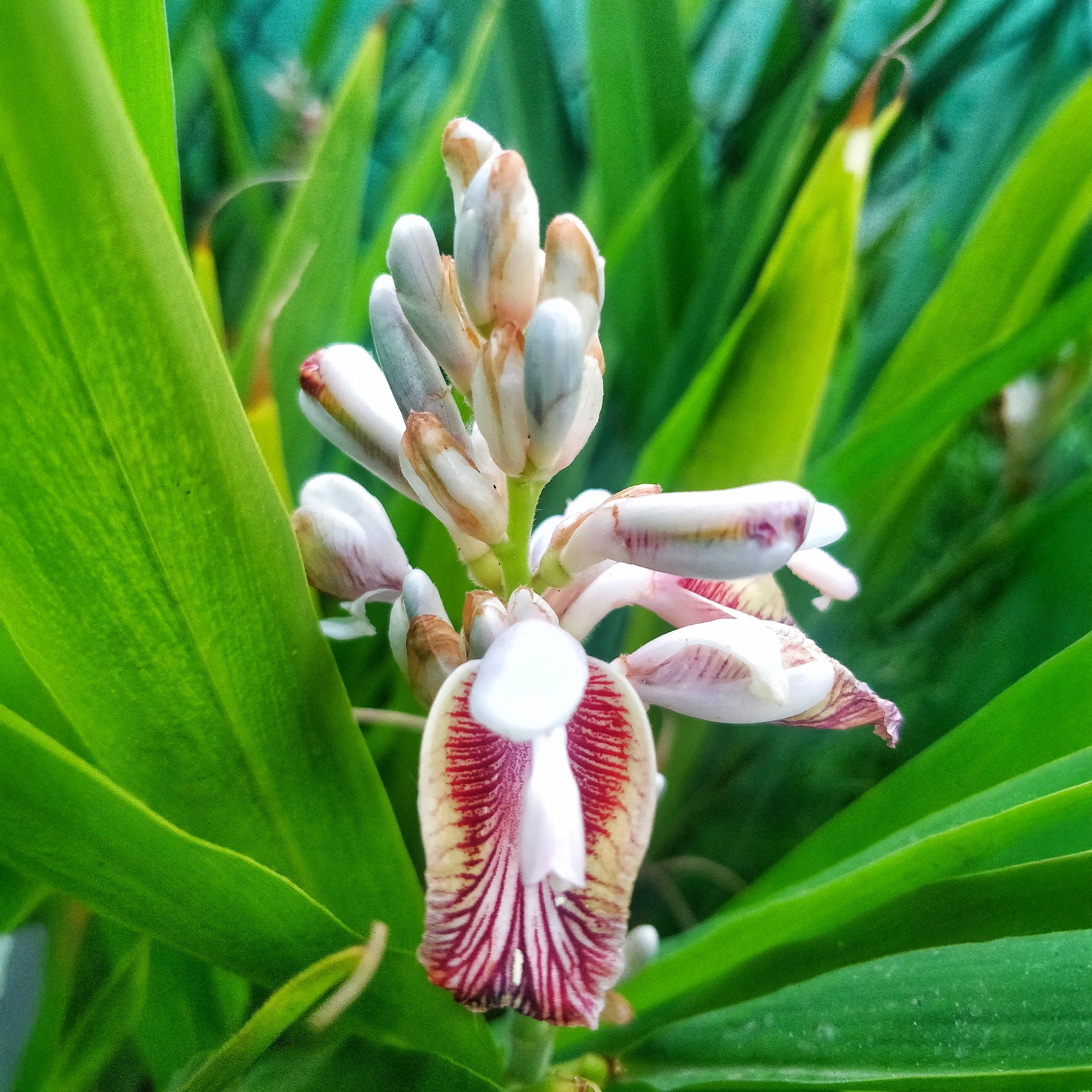 Bakker Grand galanga Alpinia pot Ø11cm 10-15cm aromatique