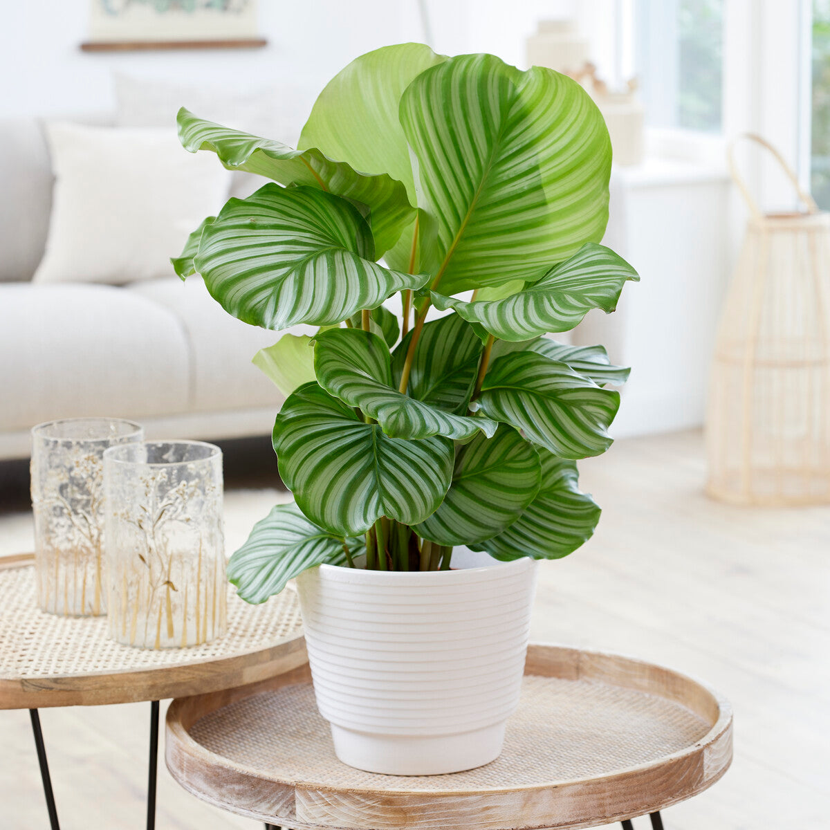 Bakker Calathea orbifolia plante intérieur pot 21cm 50-70cm
