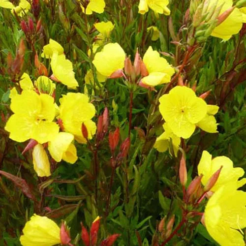 Bakker Oenothère glauque onagre vivace jaune pot 40 cm