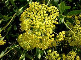 Passion Vivaces Bupleurum falcatum plante jaune pot 1 litre