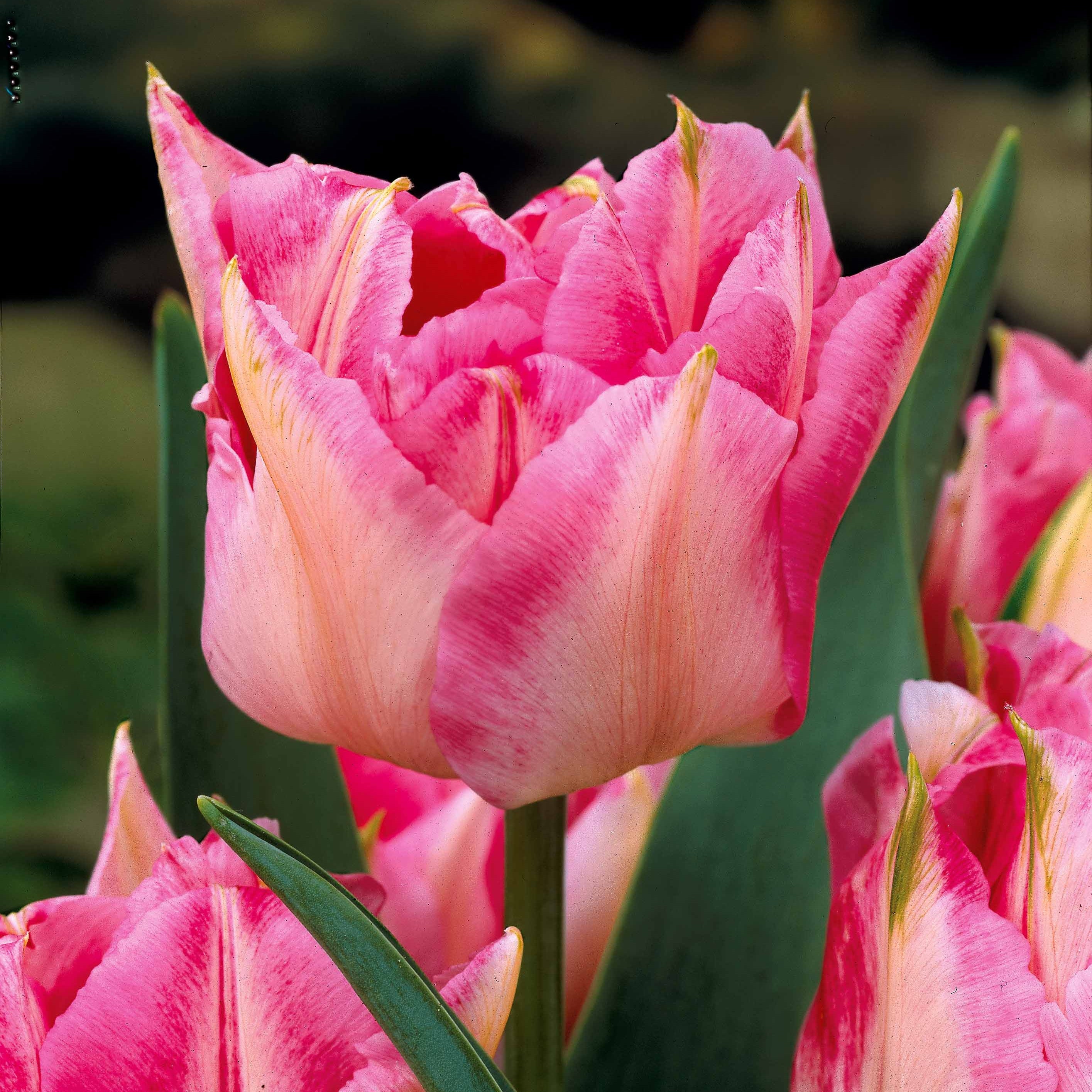 Bakker Murillo tulipes doubles sachet de 25 bicolores 30cm