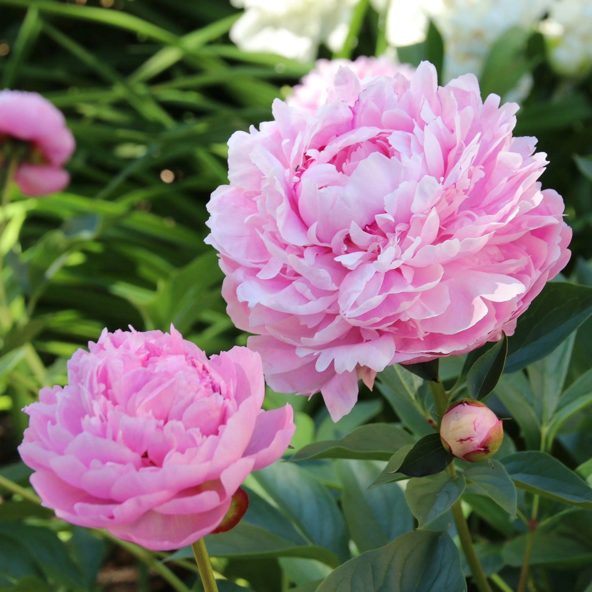Bakker Trio pivoines roses rouges 3 racines nues parfumées