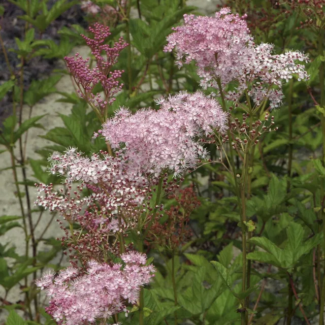 Bakker Plantes vivaces Filipendule Elegans vivace 3 racines rose