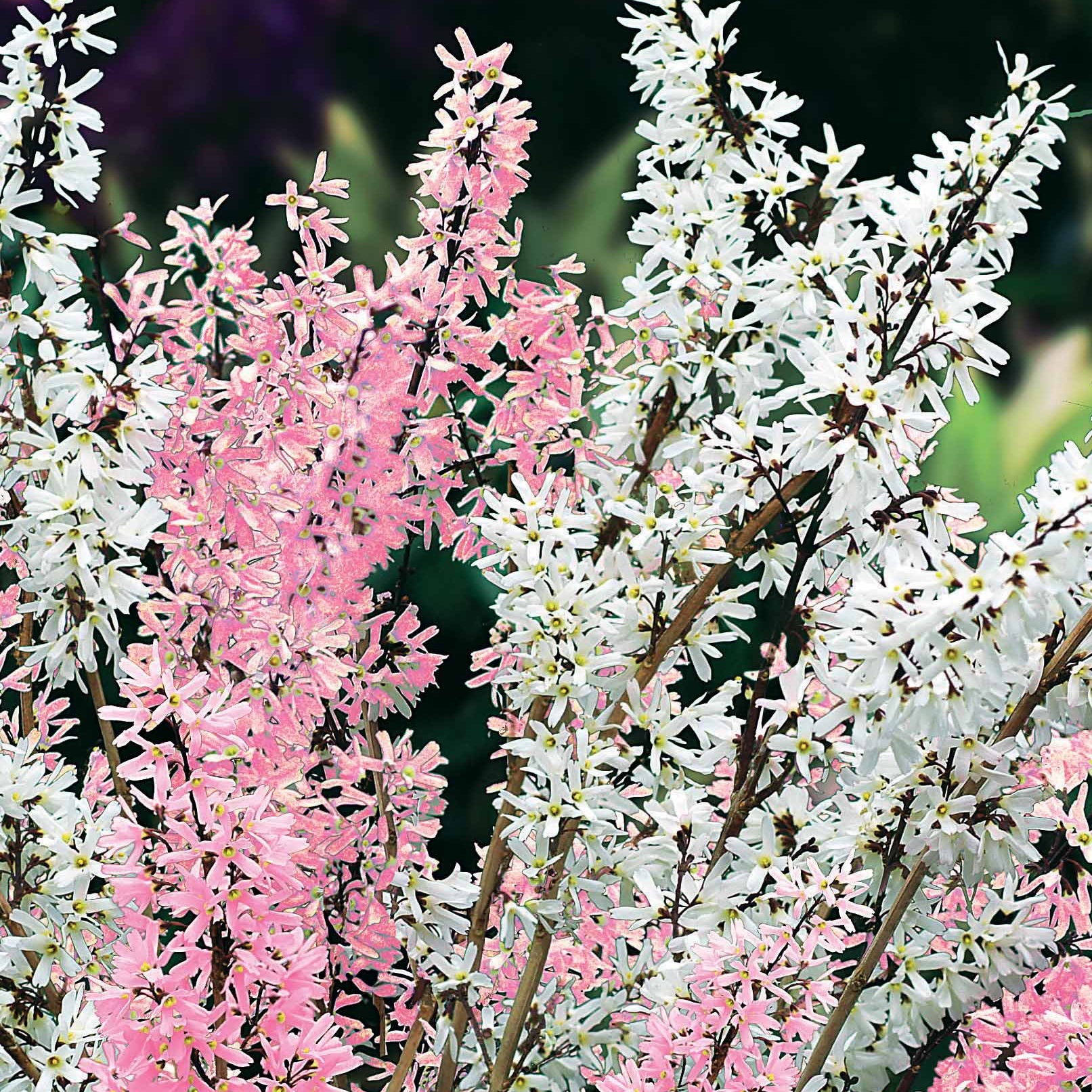 Bakker Forsythias blanc + rose arbuste pot 1L 40-60cm