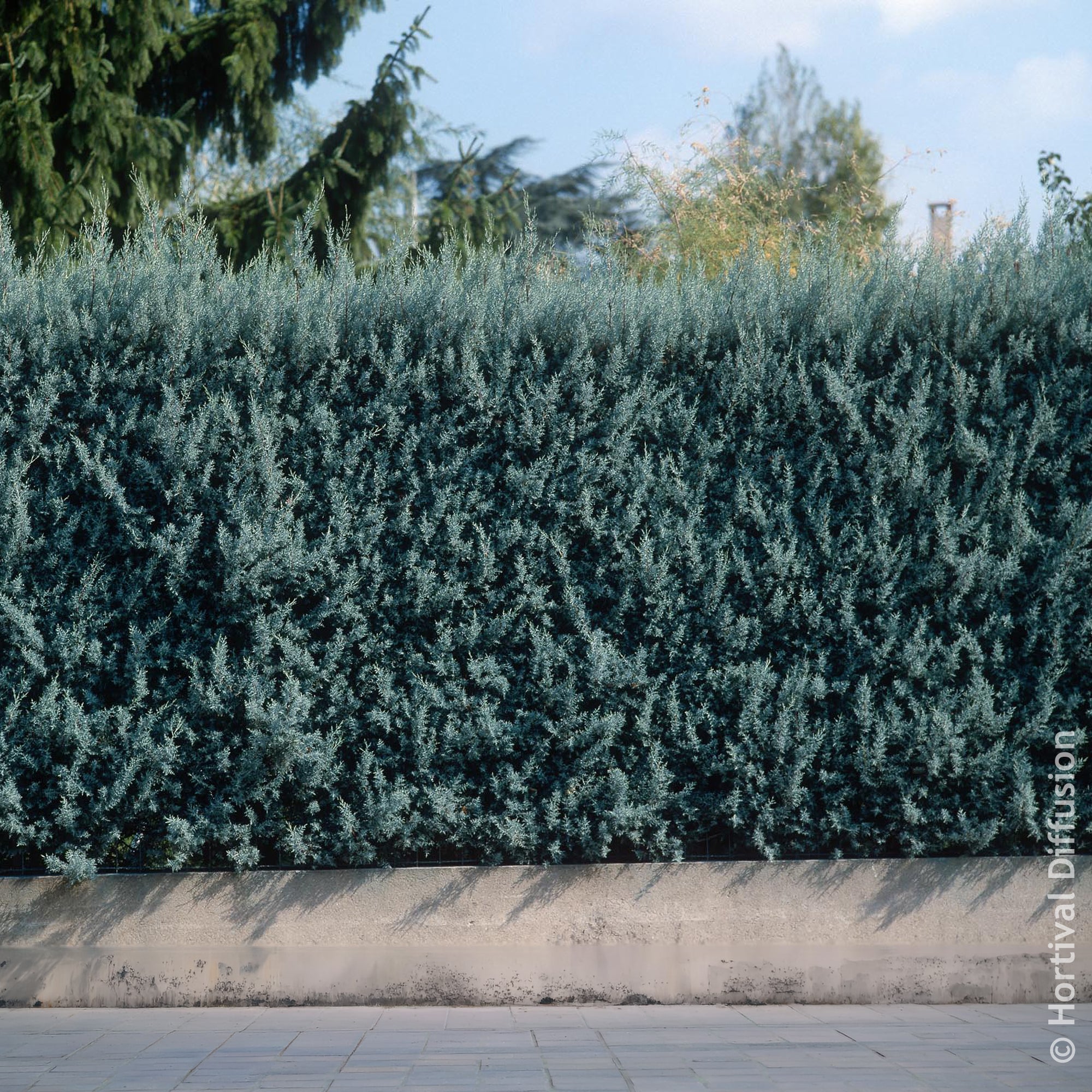 Bakker Cyprès Arizona Fastigiata conifère pot 9cm bleu