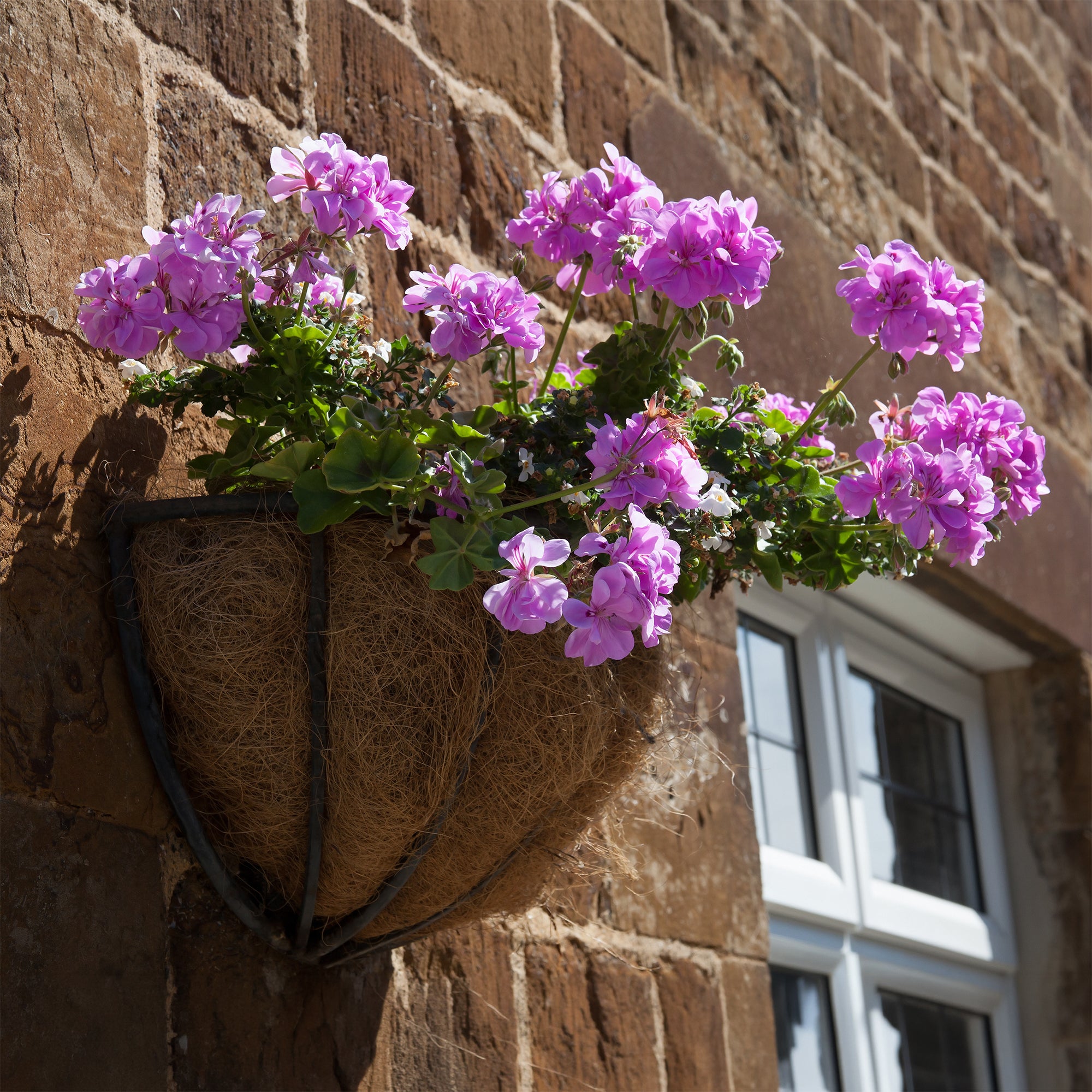 Bakker Géranium lierre double Lilas pot Ø10,5cm retombant