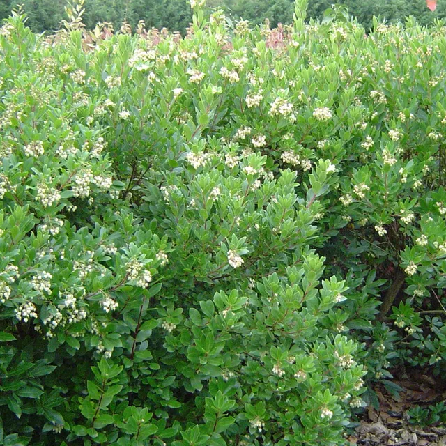 Bakker Arbousier Compacta arbuste pot Ø 9cm fruits rouges