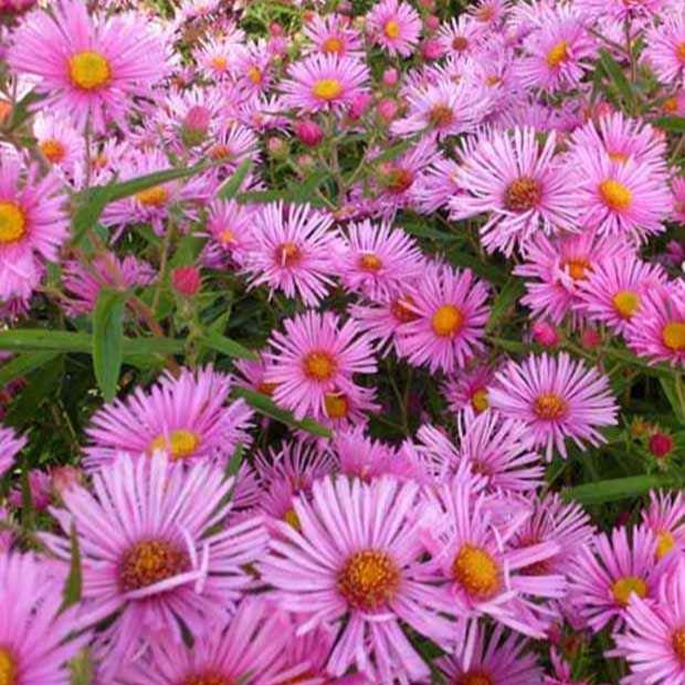Bakker Aster Rudelsburg vivace pot 9cm rose automne
