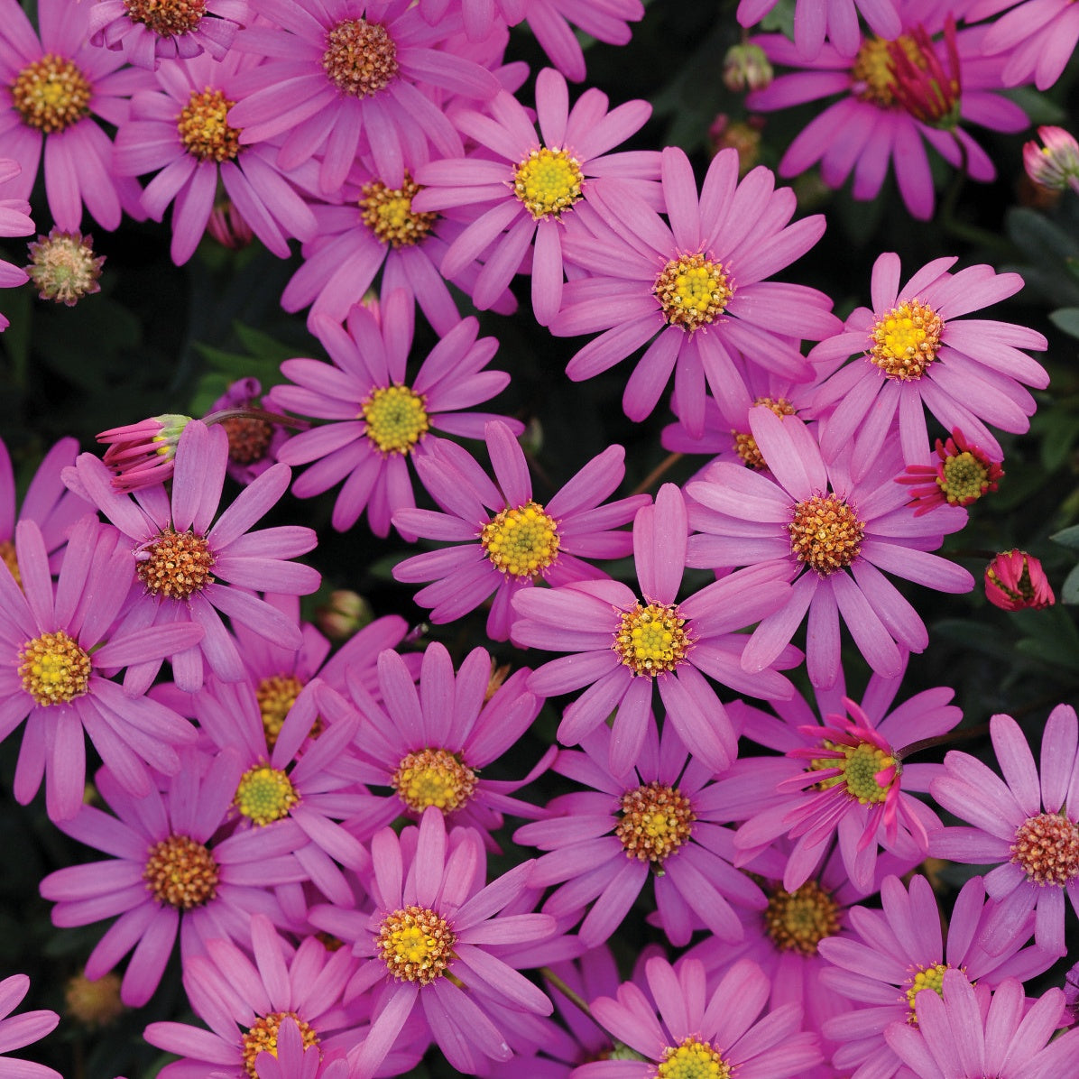 Bakker Brachyscome Magenta vivace 3 pots Ø10,5cm rose