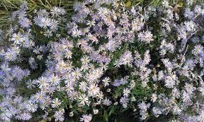 Passion Vivaces Aster pyrenaeus Lutetia plante vivace godet rose