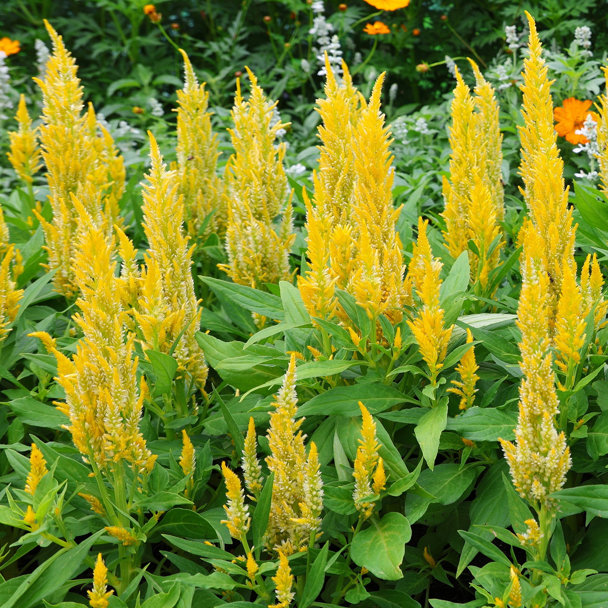 Bakker Célosie jaune Celosia fleur terrasse pot Ø12cm