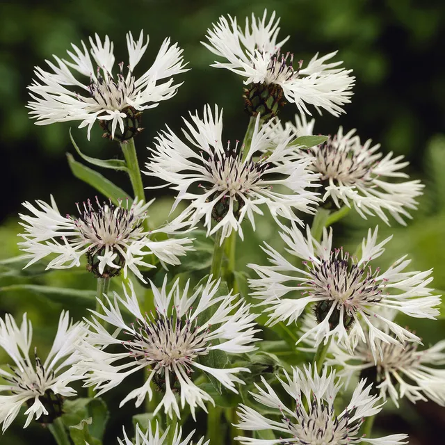Bakker Centaurée Blanche vivace pot 8cm floraison mai