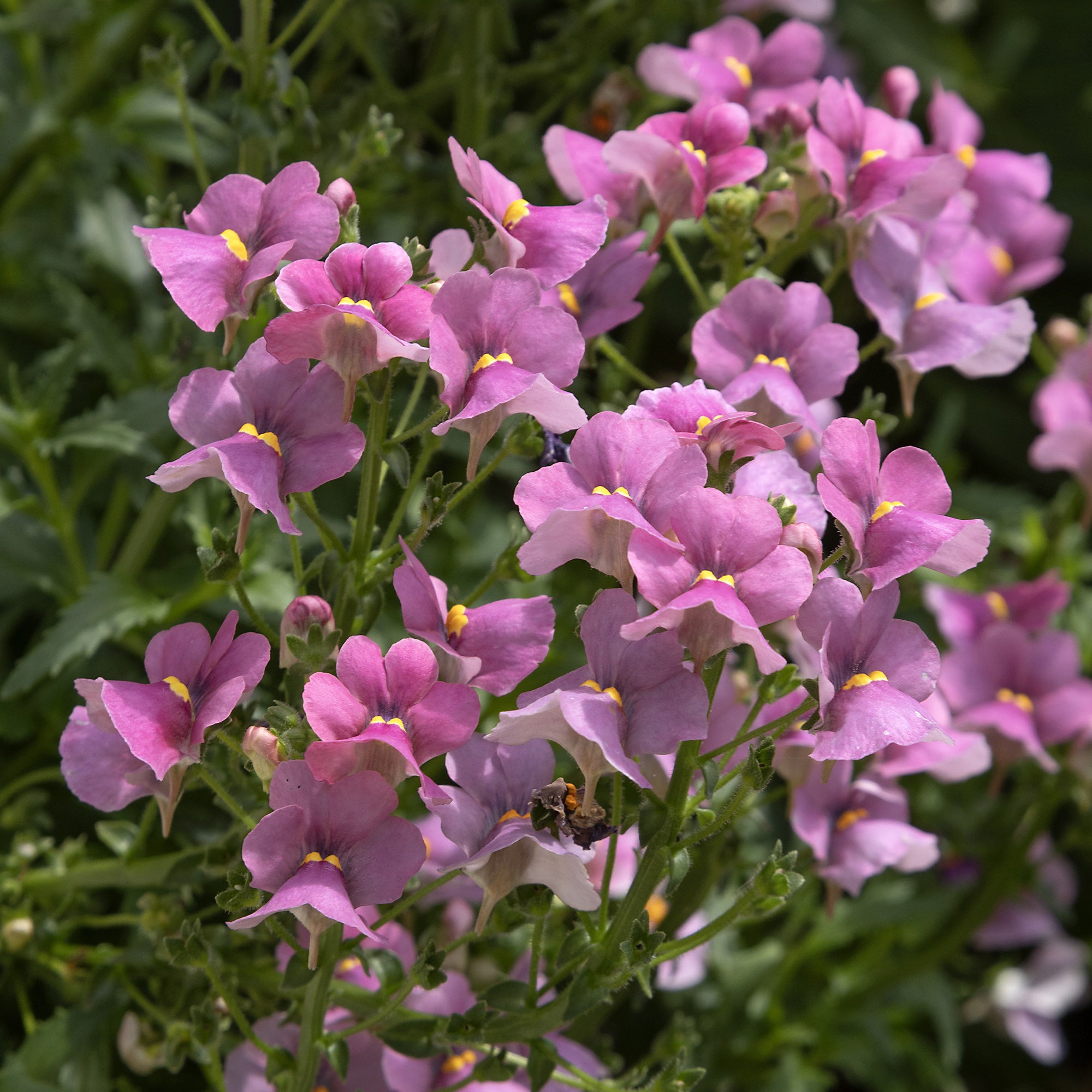 Bakker Némésie rose pot Ø 10,5 cm floraison mai-octobre