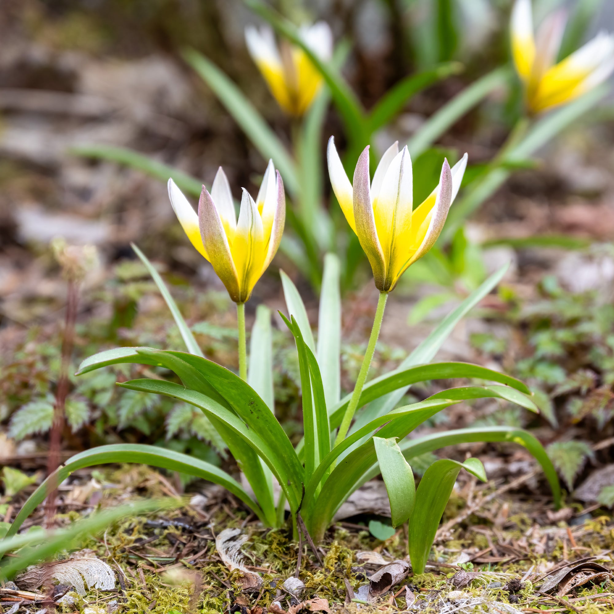Bakker Tulipa Tarda tulipe botanique sachet 10 bulbes jaune