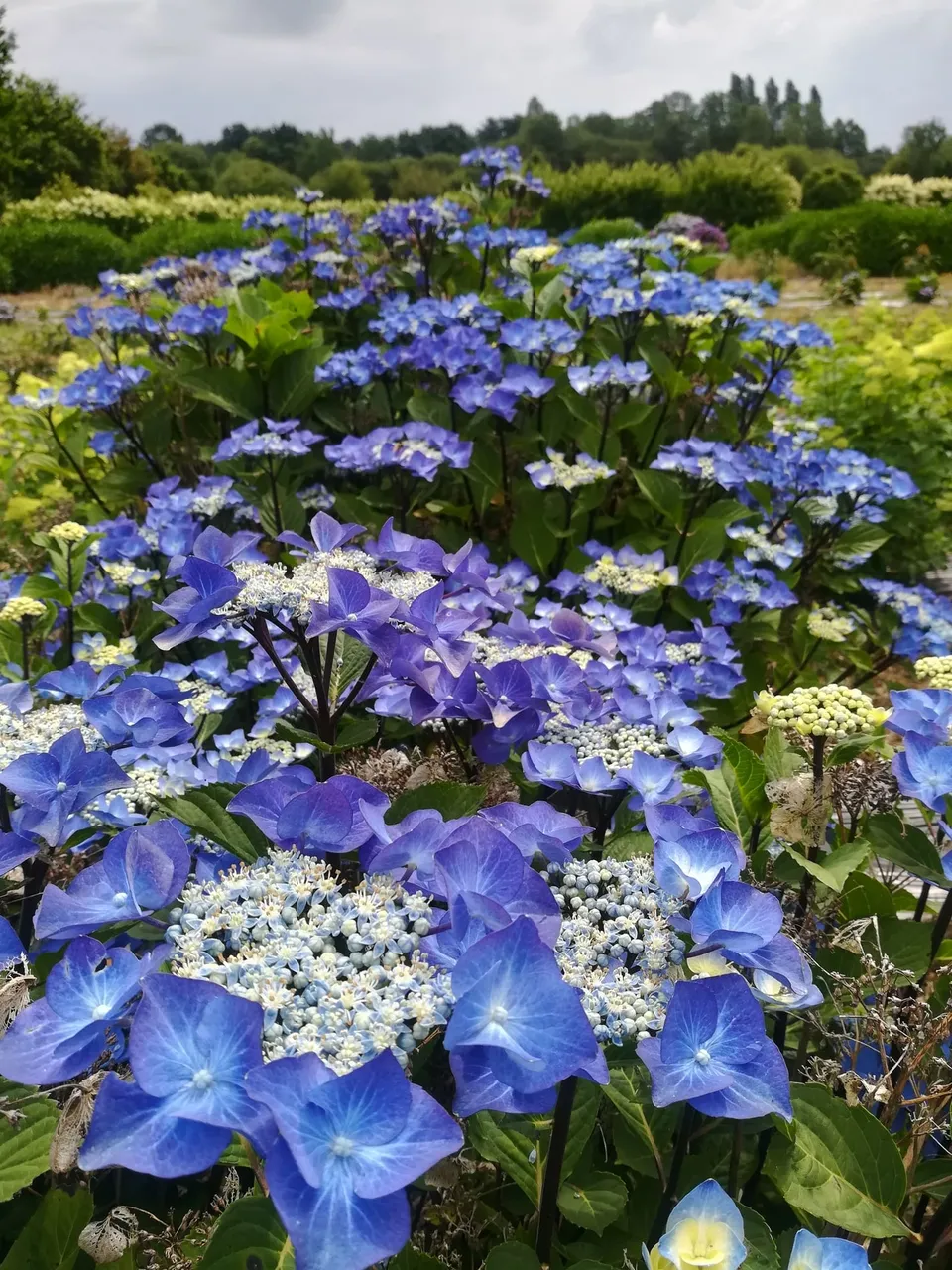 Hortensias du Haut Bois Zorro hortensia plat tiges noires