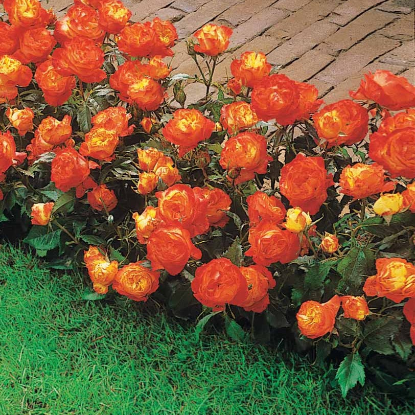 Bakker Rosiers Harlequin rosier paquet 15 racines nues orange