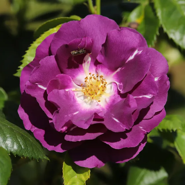 Bakker Rosier Rhapsody in Blue buisson violet pot 4 L