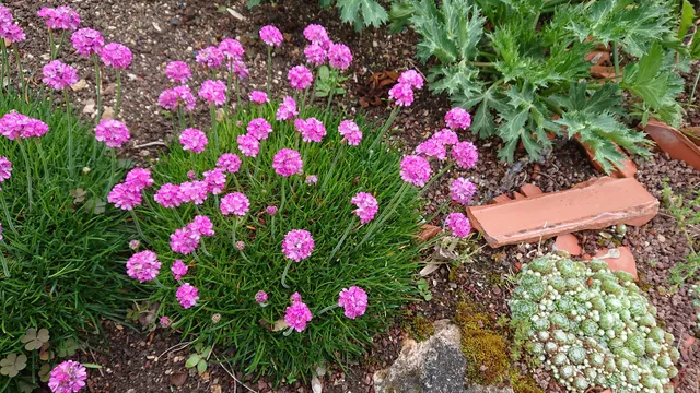 Passion Vivaces Armeria maritima Koster arméria godet rose vif