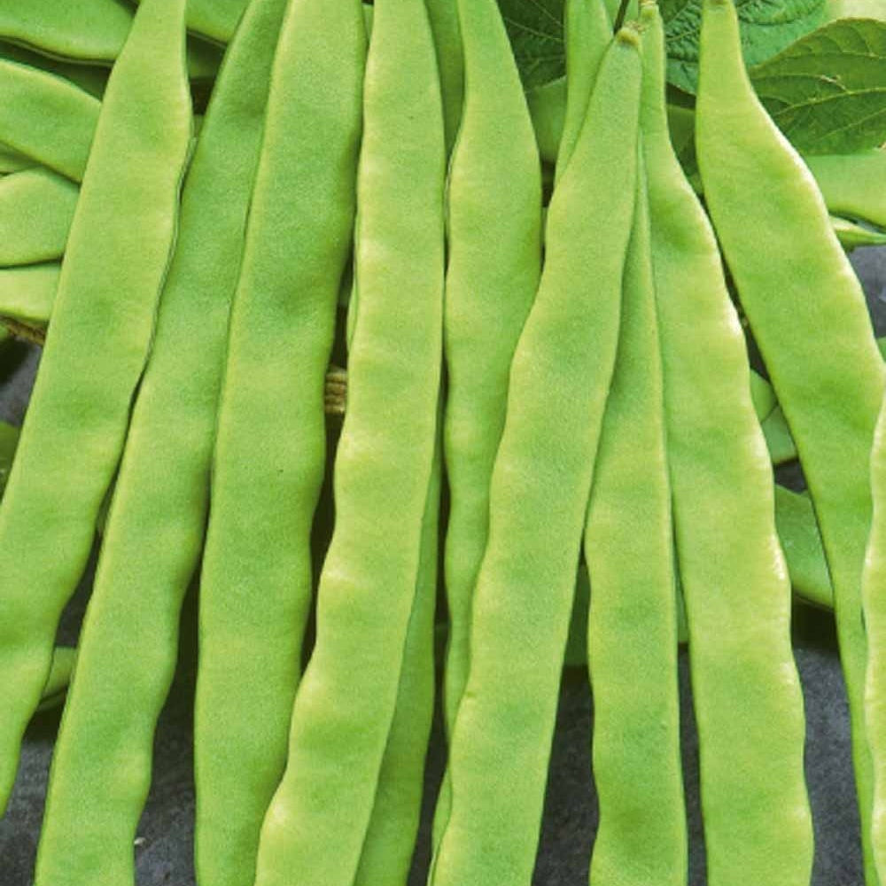 Bakker Haricot à rames Helda graines sachet 85g sans fil