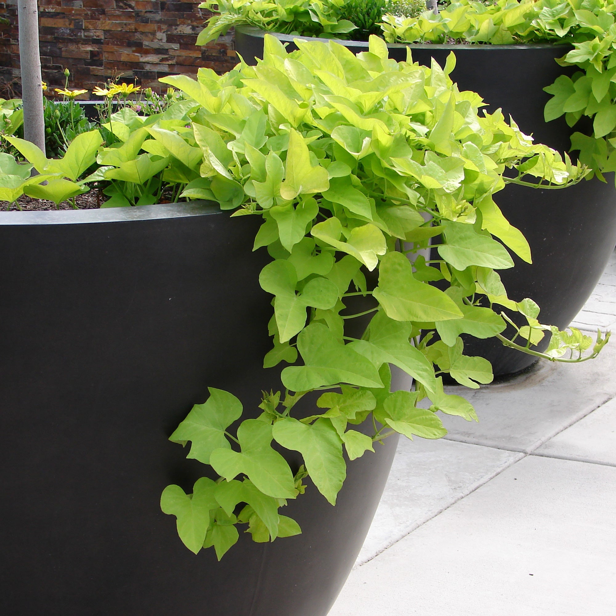 Bakker Ipomée Batata verte plante terrasse pot 10,5cm