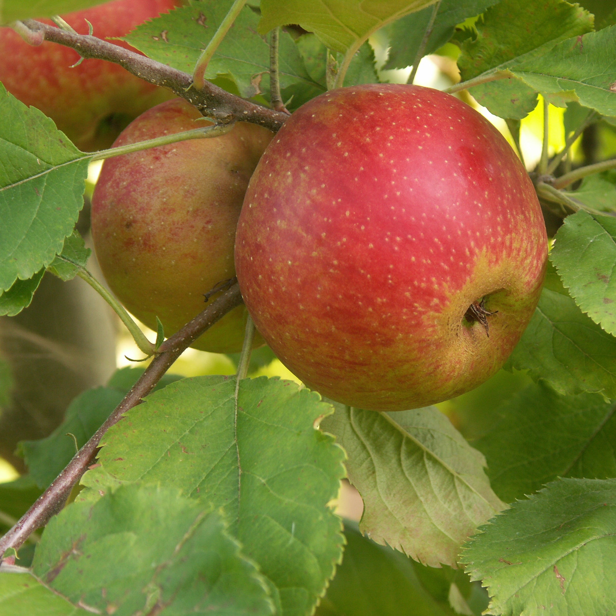 Bakker Rode Boskoop pommier arbre fruitier pot 1,5L 50-60cm