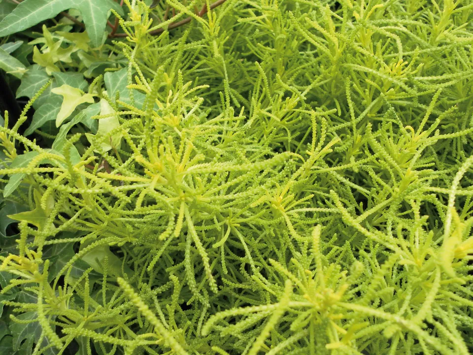 Pépinières Ripoche Santolina rosmarinifolia Lemon Fizz aromatique