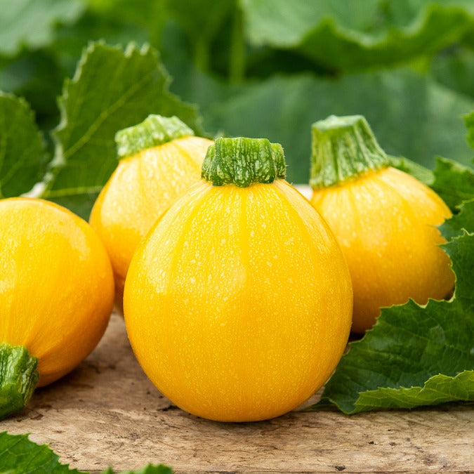 Bakker Sun Ball F1 courgette sachet 7 graines ronde jaune